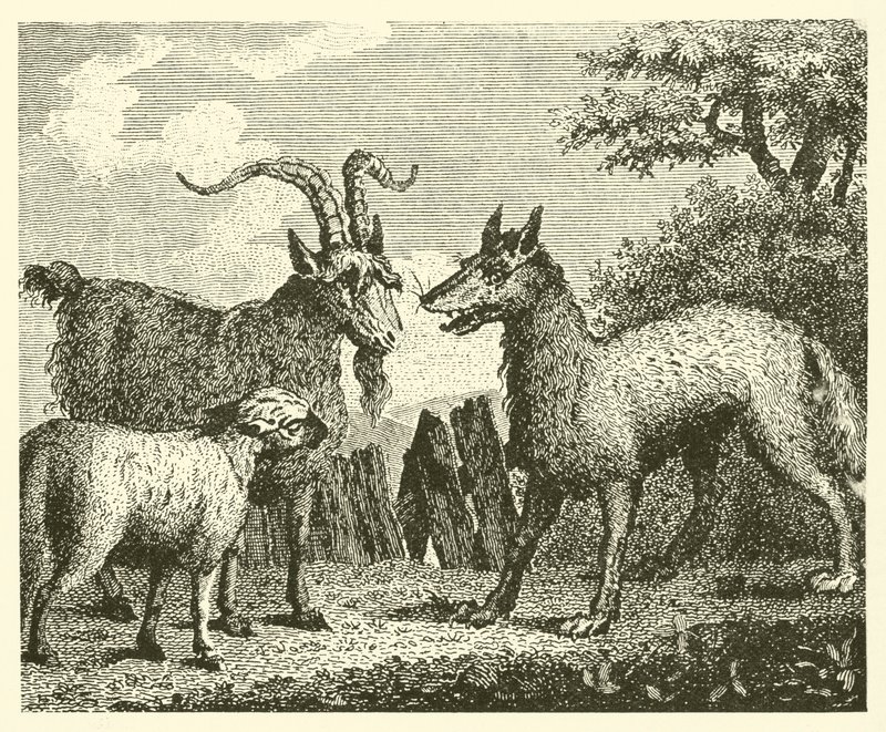 Le loup, l