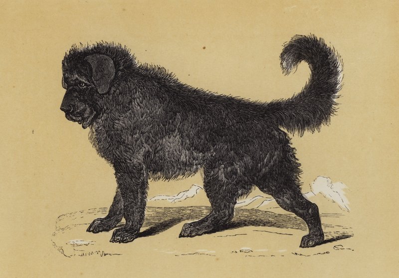 Chien du Tibet - English School