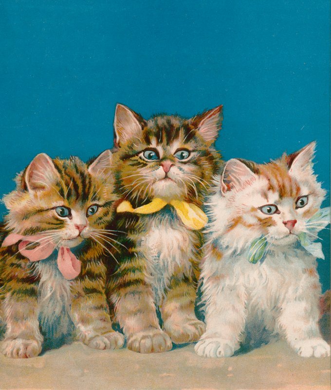 Trois petits chatons - English School