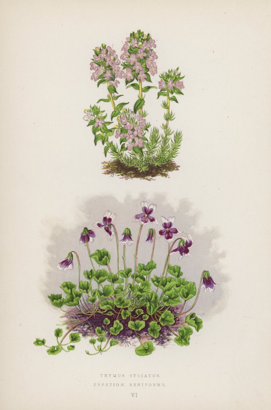 Thymus Striatus; Erpetion Reniforme - English School