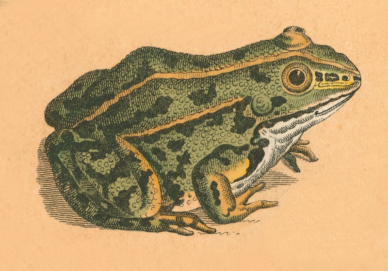 Crapaud ou grenouille - English School