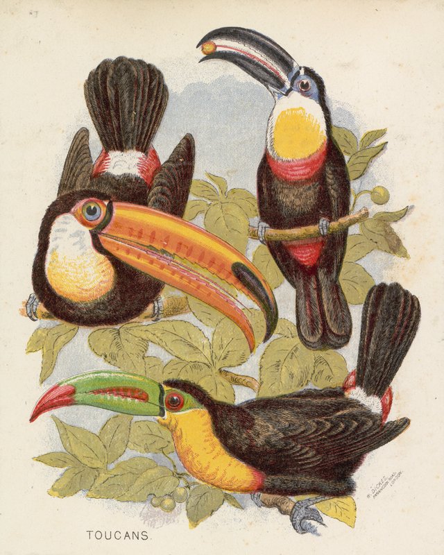 Toucans (lithographie en couleur) - English School