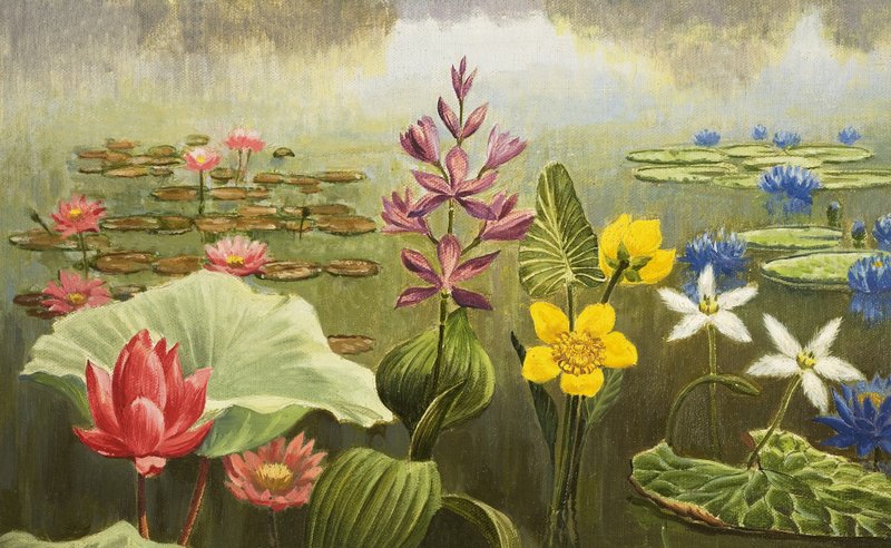 Plantes aquatiques tropicales - English School