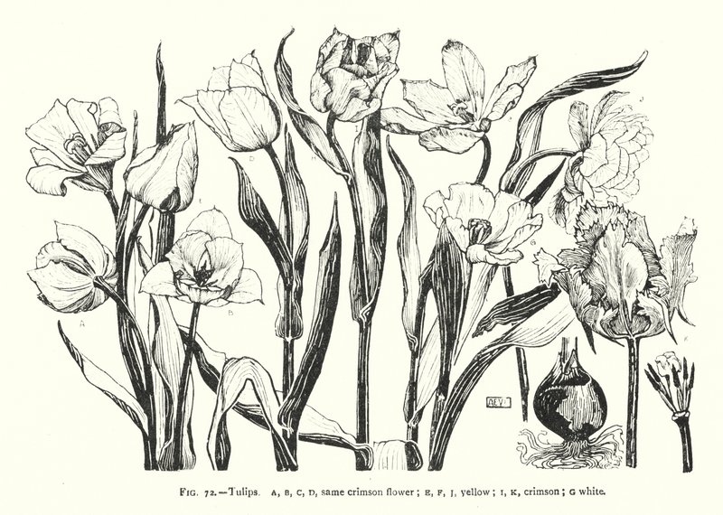 Tulipes ; même fleur cramoisie ; jaune ; cramoisie ; blanche - English School