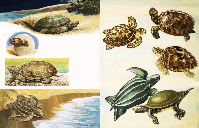 Tortues - English School