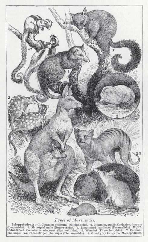 Types de marsupiaux - English School