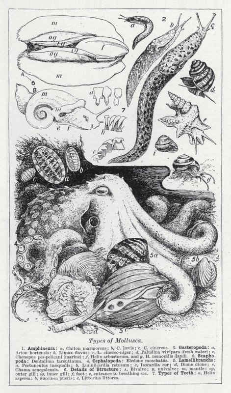 Types de mollusques - English School