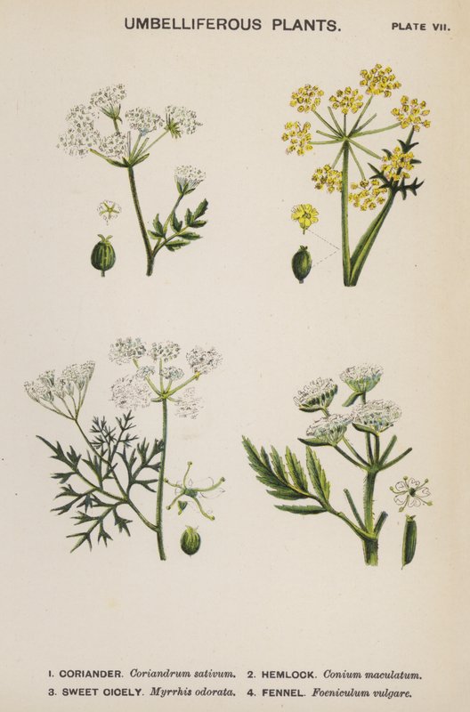 Plantes Ombellifères (lithographie en couleur) - English School