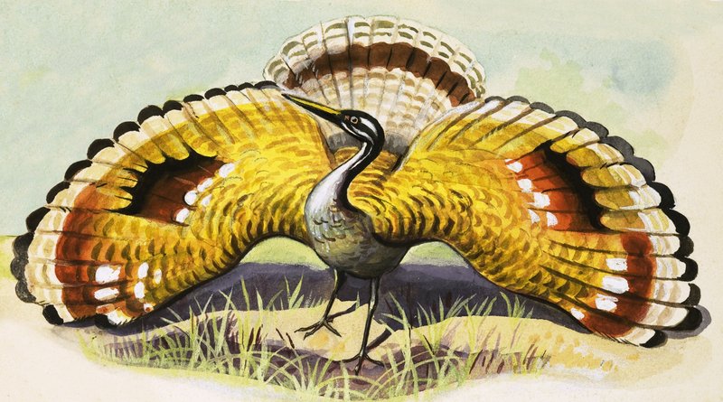 Oiseau non identifié - English School