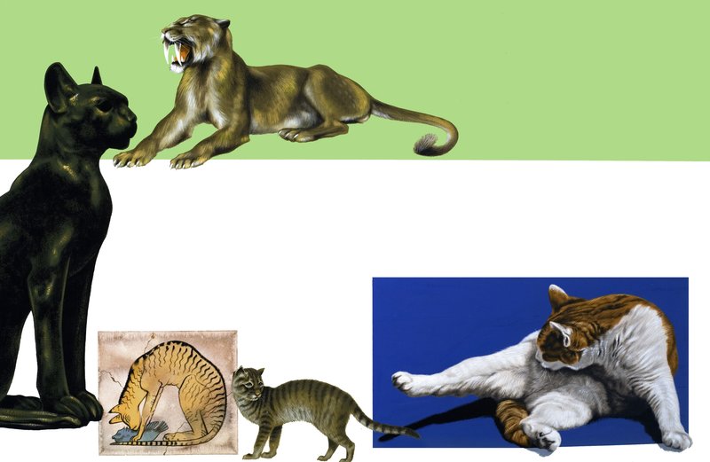 Montage de chats non identifiés à travers les âges - English School