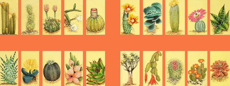 Montage non identifié de cactus - English School