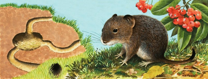 Souris non identifiée et sa maison - English School