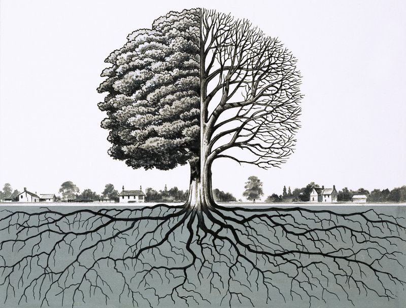Arbre non identifié, montrant la moitié sans feuilles et le système racinaire - English School