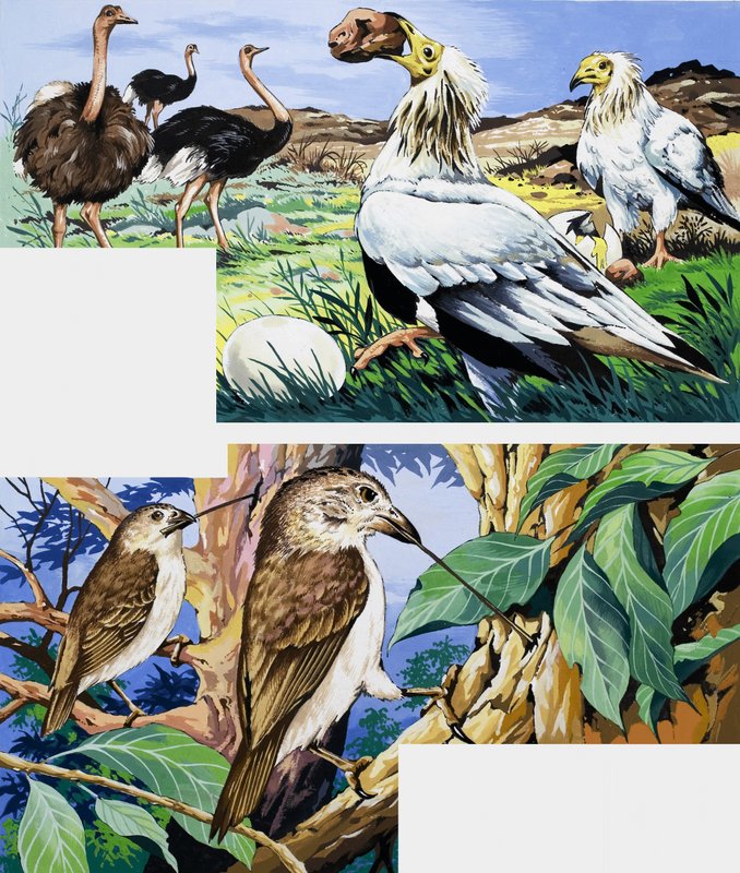 Habitudes alimentaires inhabituelles des oiseaux - English School