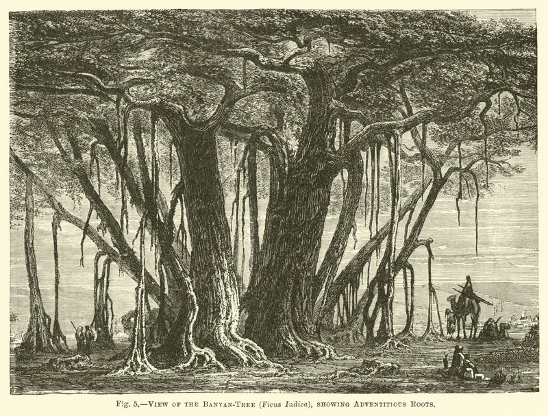 Vue du banian (Ficus Indica), montrant les racines adventives - English School