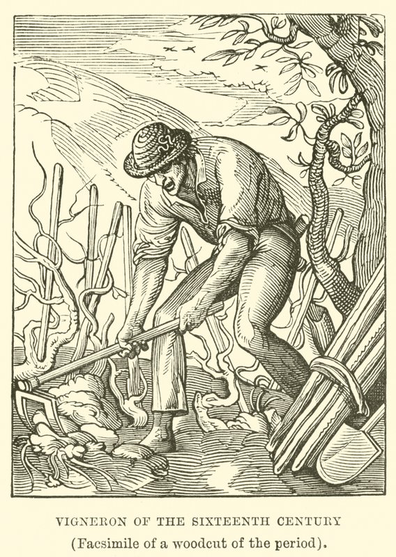 Vigneron du seizième siècle - English School