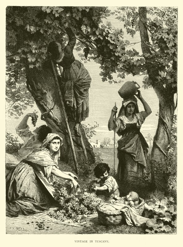 Vendanges en Toscane - English School