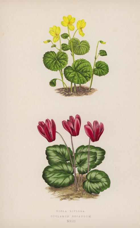 Viola Biflora; Cyclamen Repandum - English School