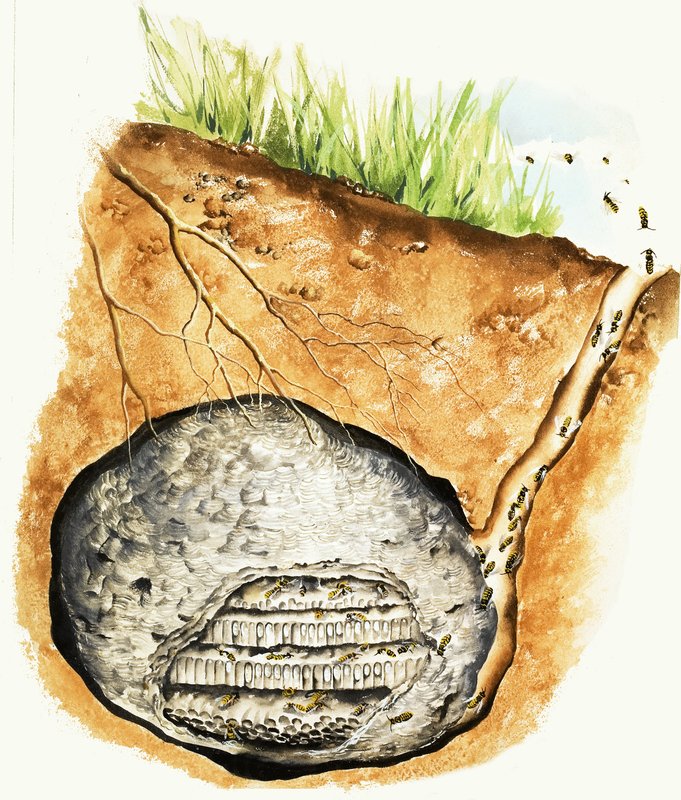 Nid de guêpes souterrain - English School