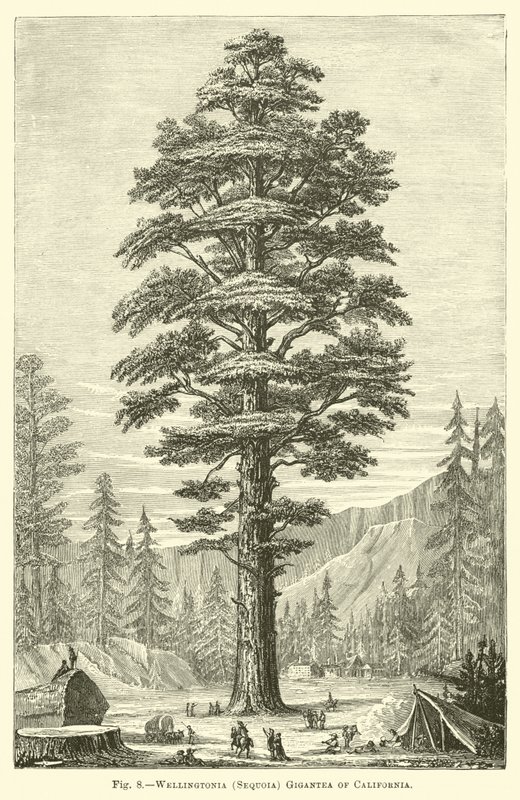 Wellingtonia (Sequoia) gigantea de Californie - English School