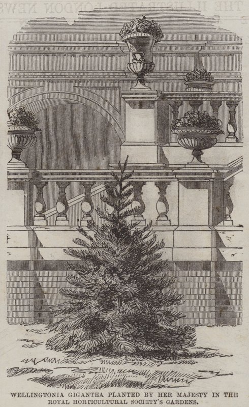 Wellingtonia Gigantea plantée par Sa Majesté dans les jardins de la Royal Horticultural Society (gravure) - English School
