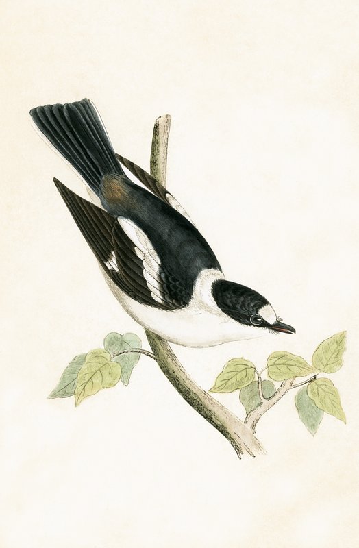 Gobemouche à collier blanc, illustration de 