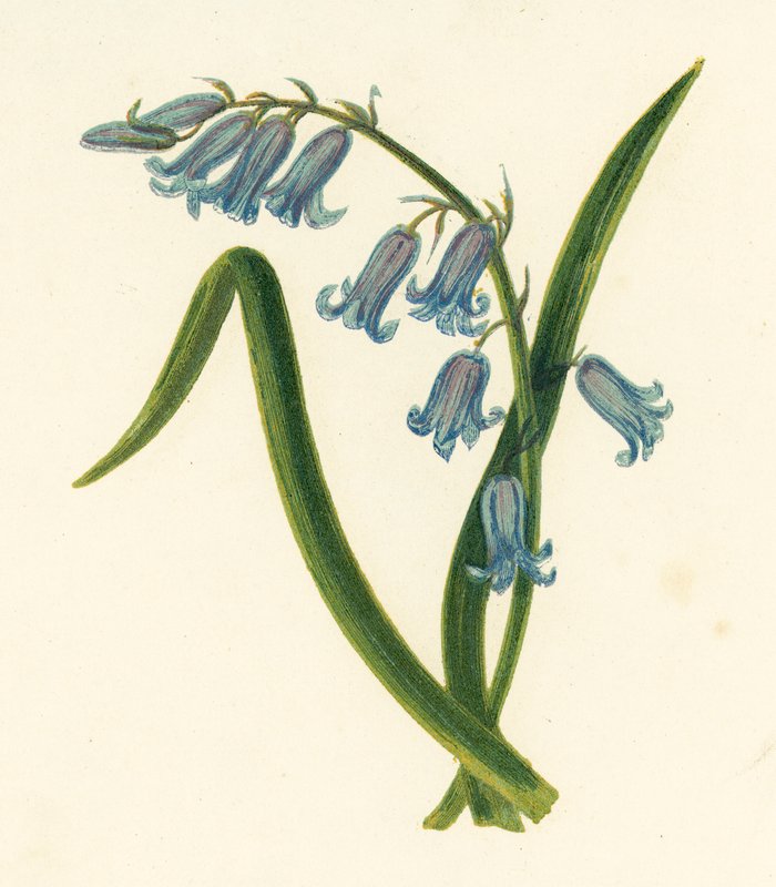 Hyacinthus Non-scriptus (Jacinthe sauvage) - English School