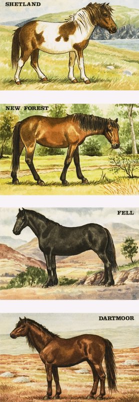 Poneys sauvages de Grande-Bretagne - English School