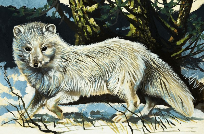 Loup - English School