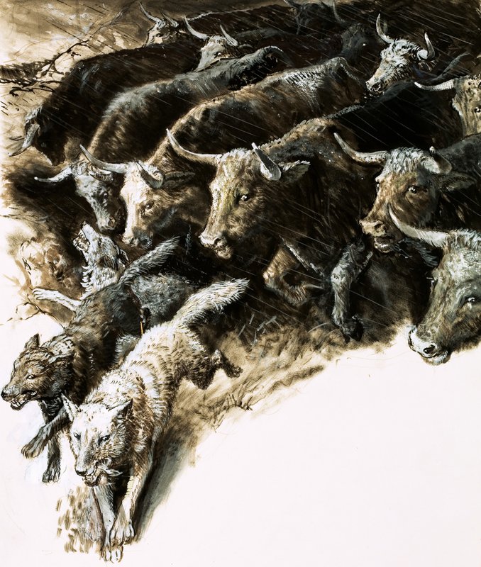 Loups pris dans une bousculade - English School