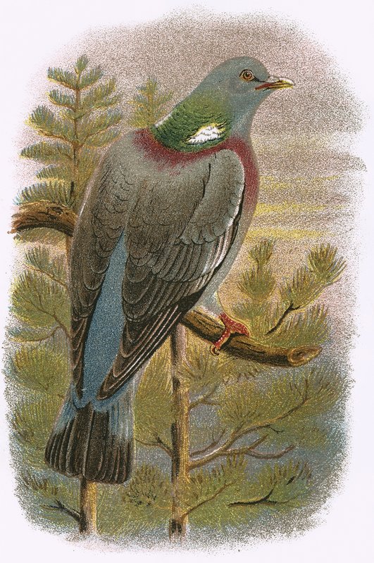 Pigeon ramier - English School