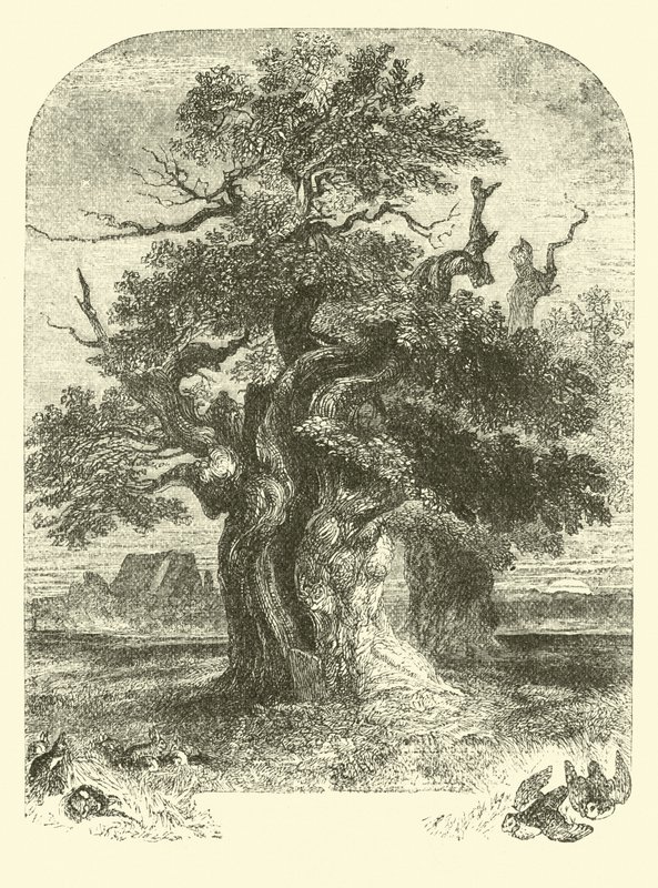 Le chêne de Yardley - English School