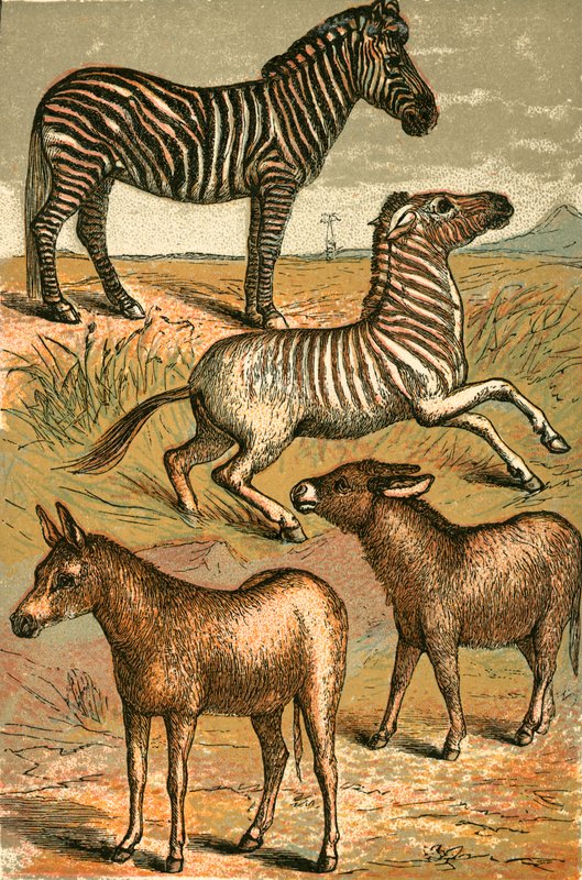 Zèbre, Âne sauvage, Quagga et Âne commun - English School