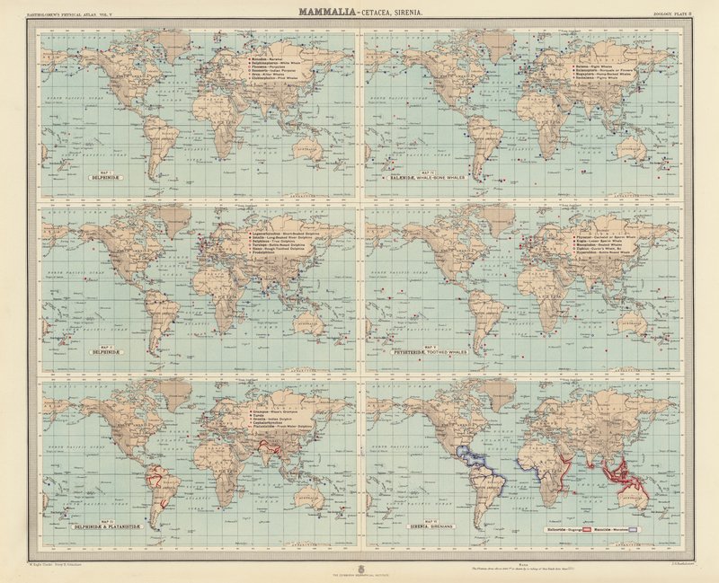 Zoogéographie : Mammifères, Cétacés, Siréniens - English School