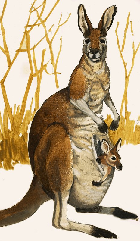 Kangourou - Eric Tansley