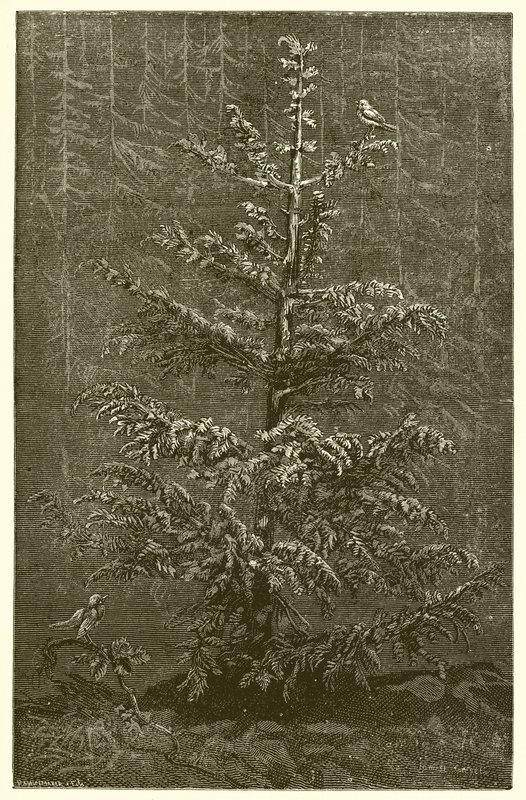 Le Sapin et la Ronce - Ernest Henry Griset