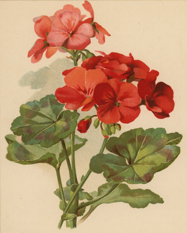 Géranium (chromolitho) - Ethel C. Nisbet