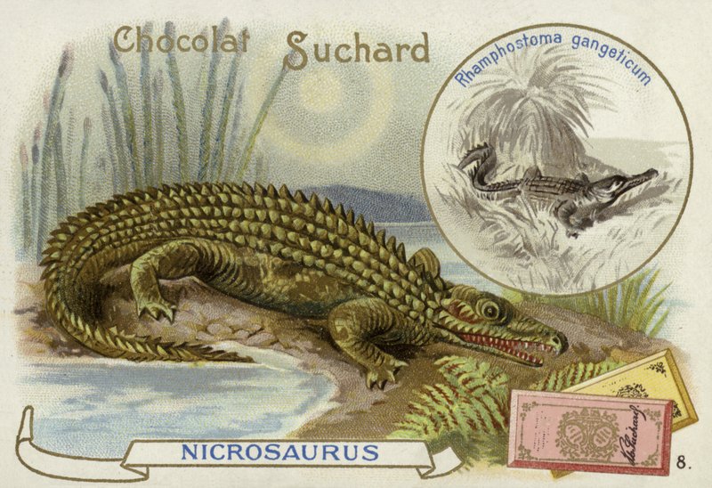 Nicrosaurus et crocodile - European School