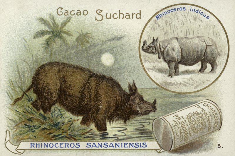 Rhinocéros Sansaniensis et rhinocéros indien - European School