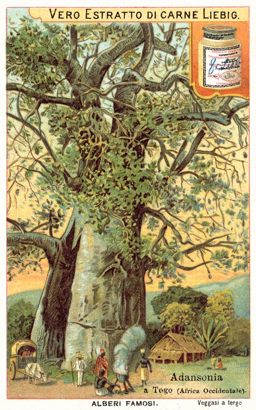 Arbre Adansonia au Togo - European School