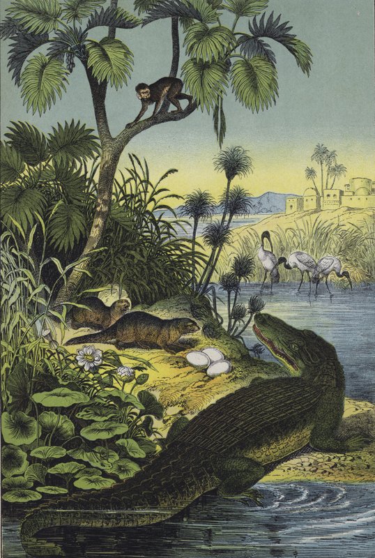 Animaux et plantes de la vallée du Nil - European School