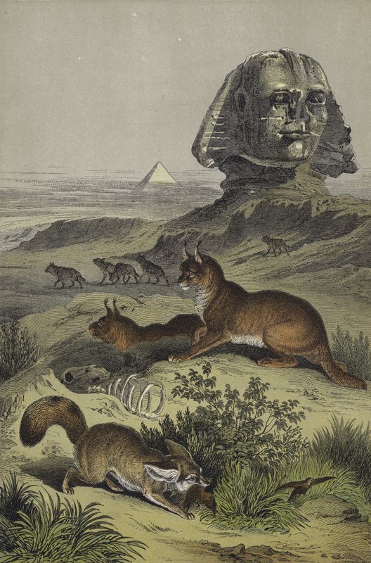 Animaux d