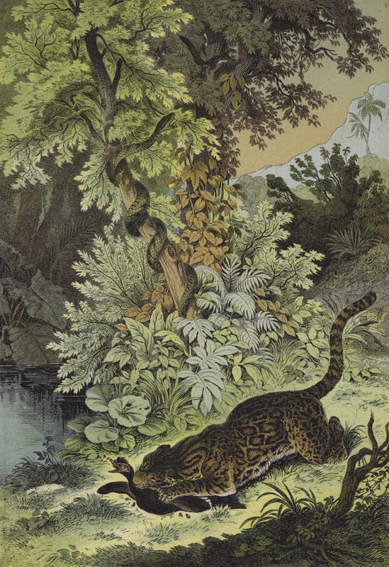 Animaux de la Guyane - European School