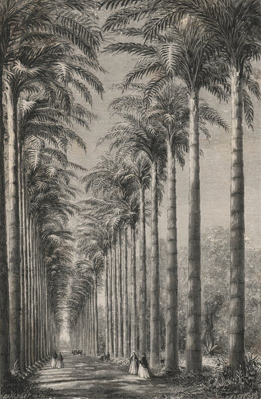 Avenue de palmiers dans le jardin botanique de Rio-de-Janeiro (gravure) - European School