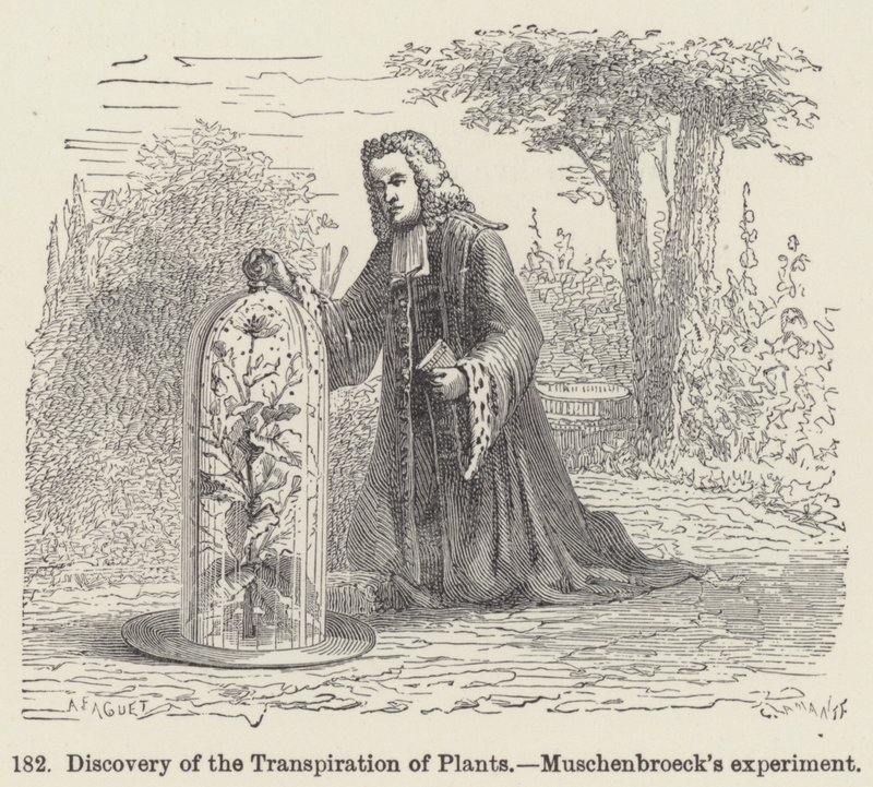 Découverte de la transpiration des plantes, expérience de Muschenbroeck - European School