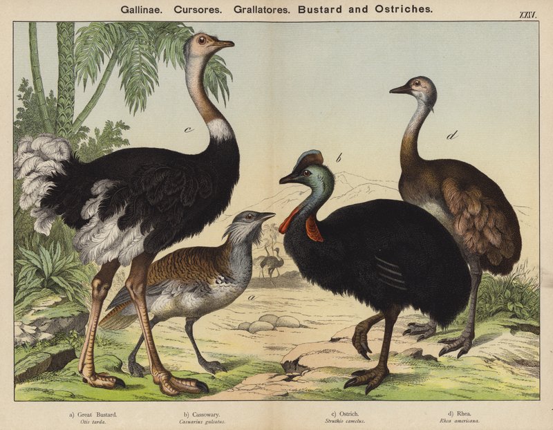 Gallinacés, Coureurs, Grallatores, Outarde et Autruches - European School
