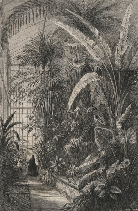Grande serre du Muséum de Paris (gravure) - European School