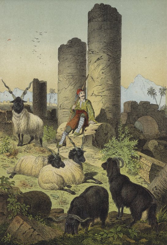 Berger grec avec des moutons valaches et des chèvres de Syrie - European School