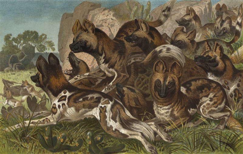 Hianenhund - European School