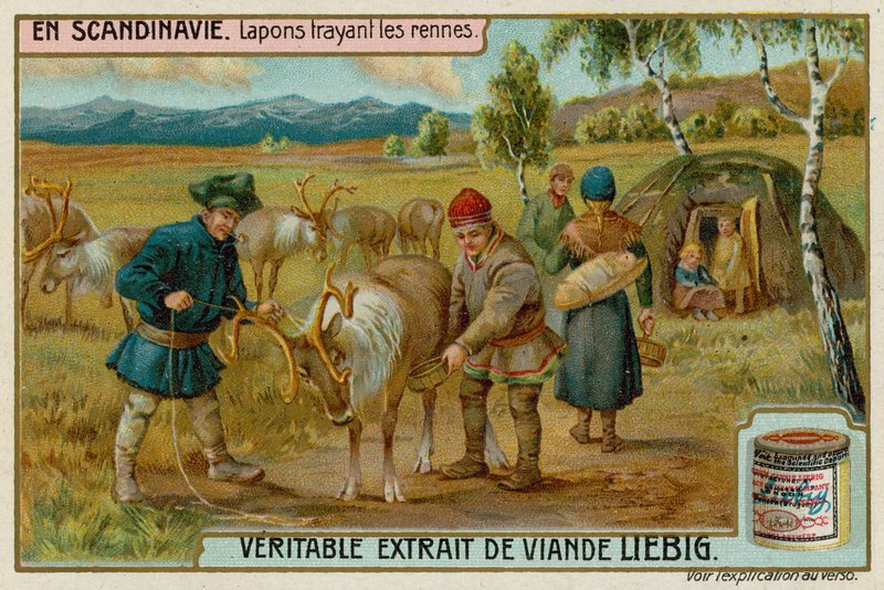 Lapons trayant des rennes - European School